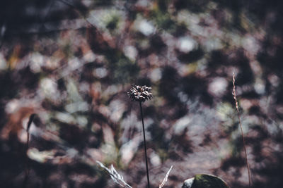 nature