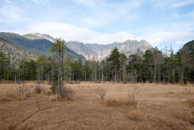 Trees on field against sky