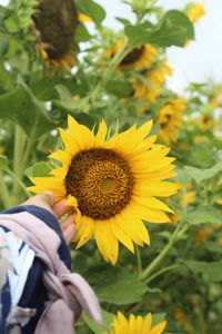 Close-up of sunflower in pesisir bunga matahari 