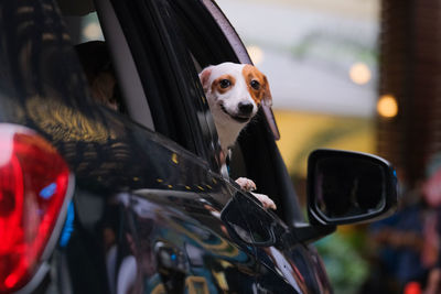 Portrait of dog in car