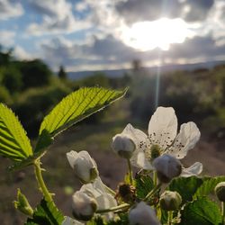 Close-up of flowering plant against sky