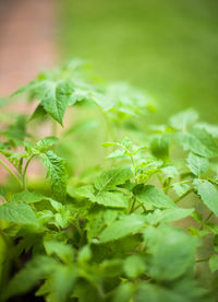 Close-up of fresh green plant