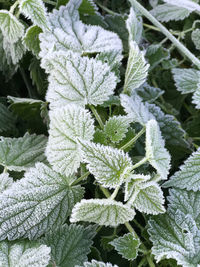 Close-up of frozen leaves