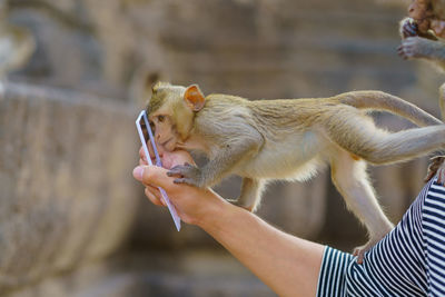 Monkey or crab-eating macaque looking mirror at phra prang sam yod lop buri, thailand.