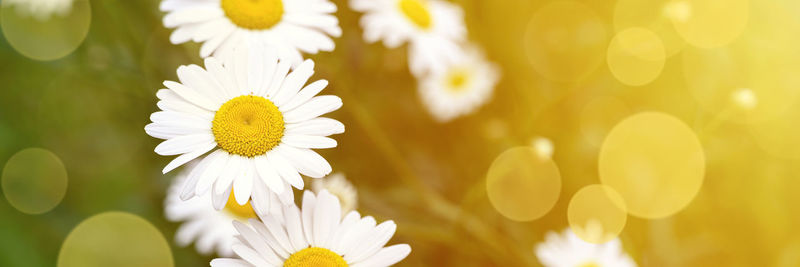 Chamomile or daisy white flower bush in full bloom on a background of green leaves and grass