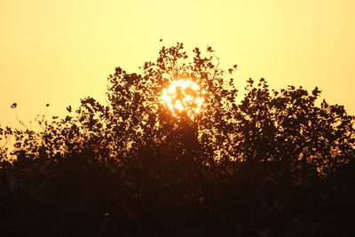 Sun shining through trees