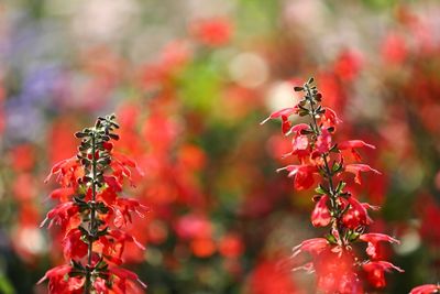 Close-up of red flowering plant