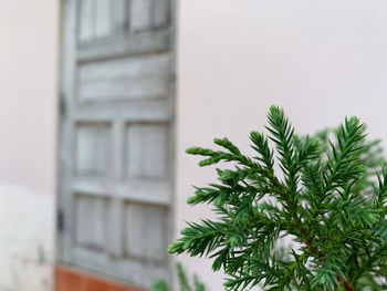 Close-up of plant against building