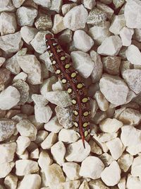High angle view of insect on pebbles