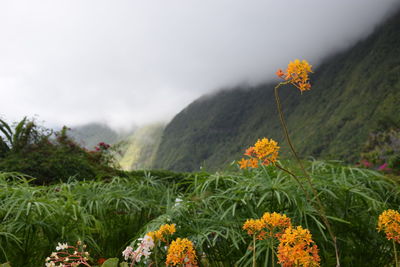 Close-up of yellow flowering plants on land against sky