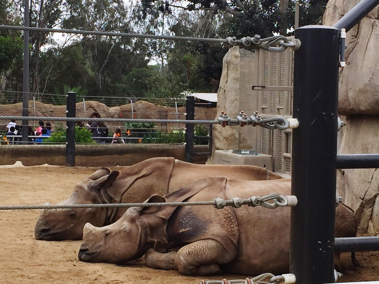 Resting rhinos