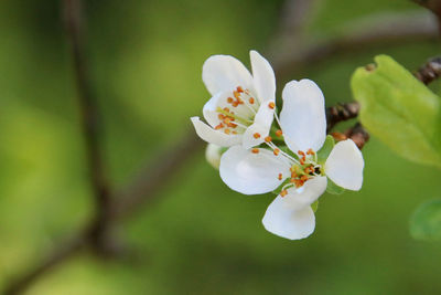 Close-up of cherry blossom