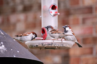 Close-up of bird perching on feeder