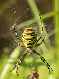 Close-up of spider on web