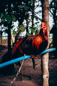 Close-up of rooster on tree trunk