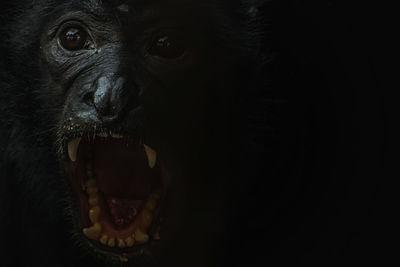Close-up portrait of a monkey