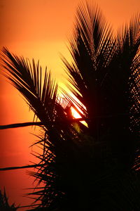 Silhouette of palm trees at sunset