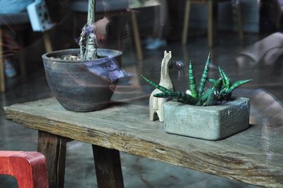 Close-up of potted plant on table