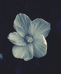 Close-up of flowers