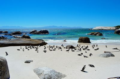 Scenic view of beach with penguins against clear blue sky