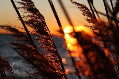 Low angle view of plants against orange sky