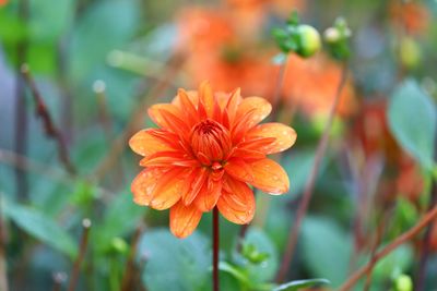 Close-up of orange flower