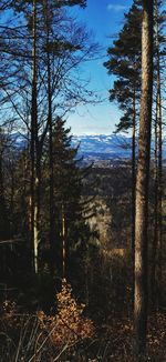Trees growing in forest against sky