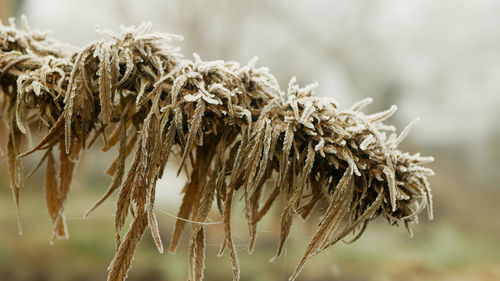 Close-up of dried plant