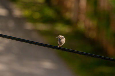 Close-up of bird perching on cable