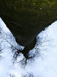 Bare tree against sky