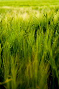 Close-up of wheat field