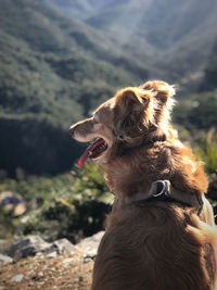 Close-up of a dog looking away