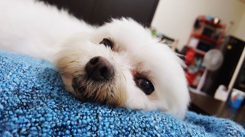 Close-up portrait of dog relaxing at home