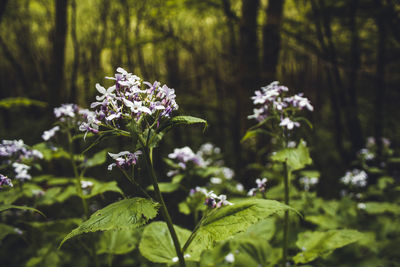 Close-up of purple flowering plant