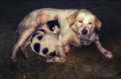 Close-up portrait of dogs