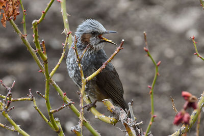 Close-up of bird perching on branch