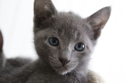 Close-up portrait of kitten