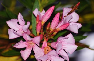 Close-up of pink flowers