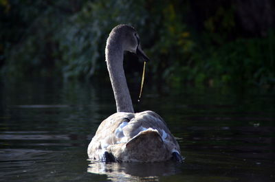 Swan swimming in lake