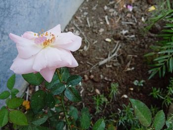 Close-up of pink rose blooming outdoors