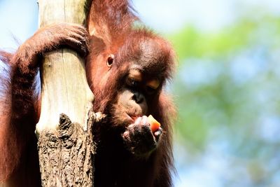 Close-up of monkey eating food in zoo