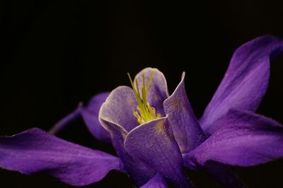 Close-up of purple flower