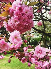 Close-up of pink flowers blooming on tree