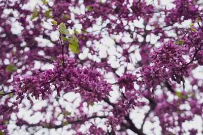 Close-up of cherry blossom