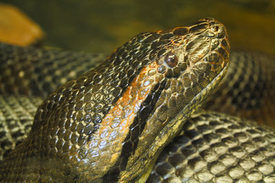 Close-up of lizard in zoo