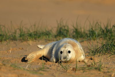 A grey seal pup on a beach 