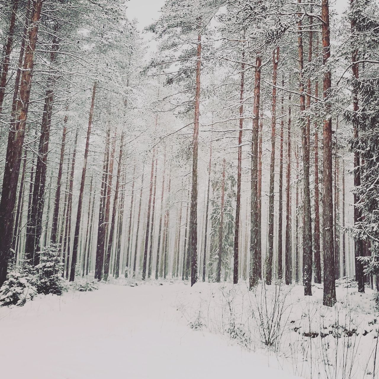 TREES IN SNOW COVERED LAND