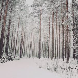 Snow covered land and trees in forest