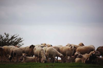 Flock of sheep on field