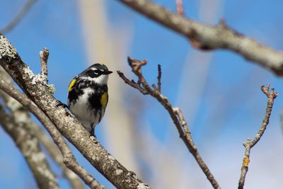 Low angle view of birds perching on branch